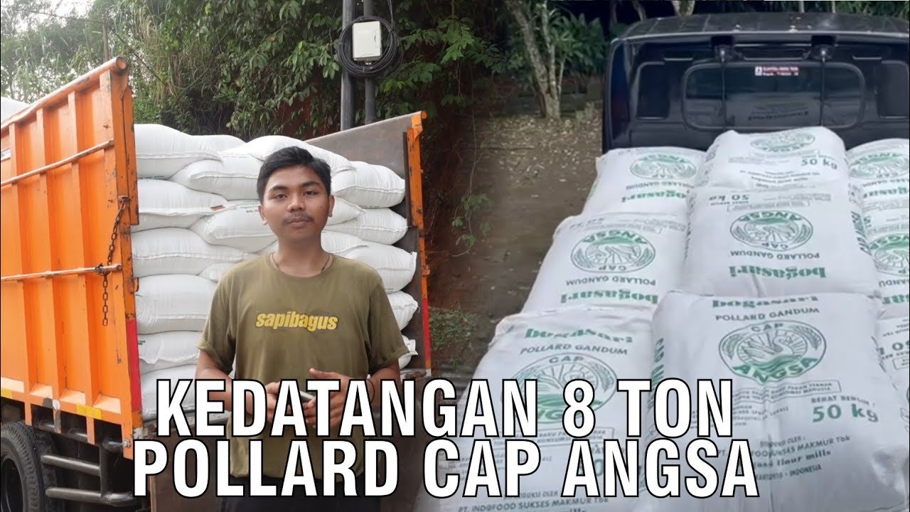 
                                 Kedatangan-8-Ton-pollard-Cap-Angsa